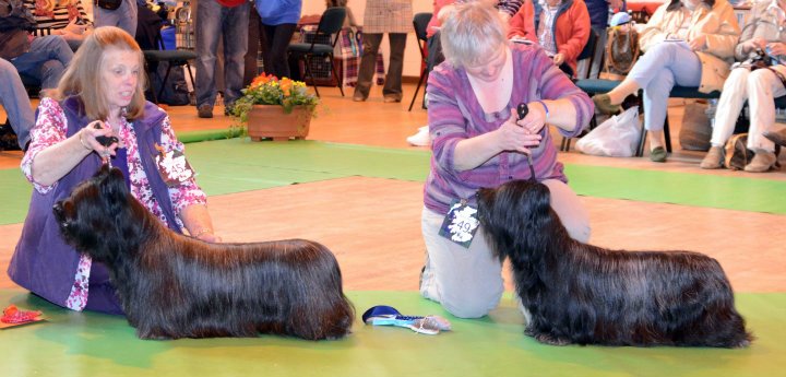 Ch Azrakhan Capercaillie and Ch Esgia's Sula The Late Edition (1st and 2nd in Open Bitch)