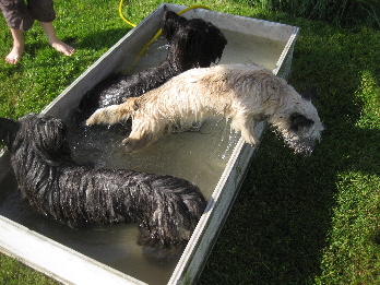 poolparty