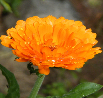ringelblume1