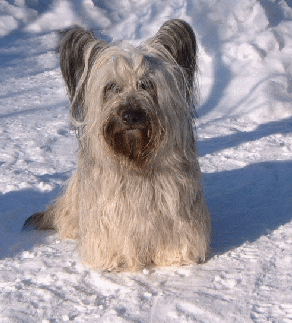 schneebondi1