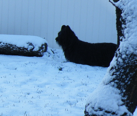 skyeterrier1