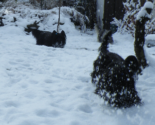 skyeterrier3