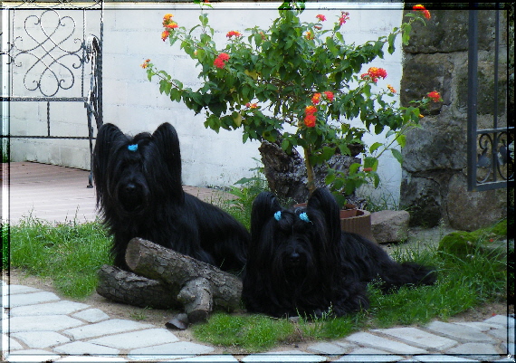 skyeterrier Midnight Dreams0802