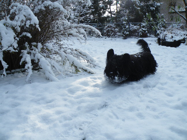 skyeterrier ayk