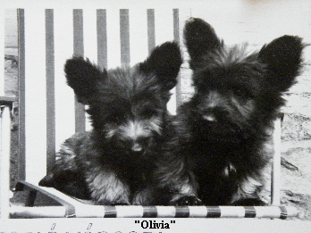 zwei Olivia- Puppies