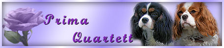 primaquartettbanner