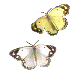 schmetterling_0029